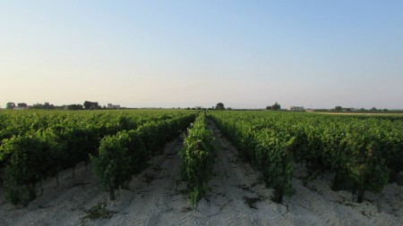 Podere 29