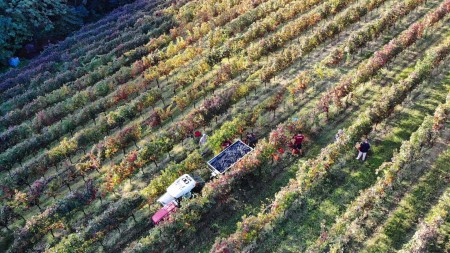 Fattoria Moretto