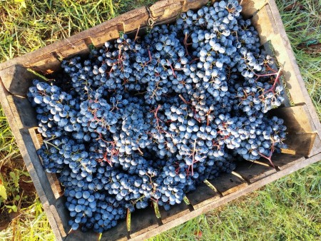 Fattoria Moretto