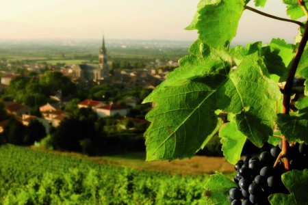 Domus Vini