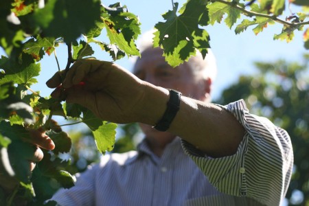 Domus Vini