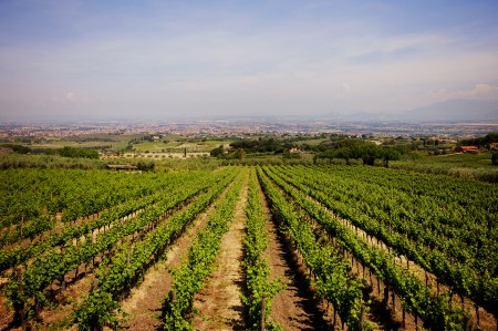Poggio Le Volpi