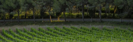 Fattoria di Magliano