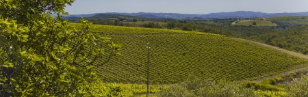 Fattoria di Magliano