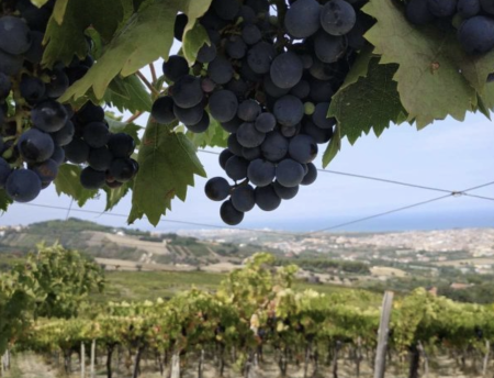 Torri Cantine
