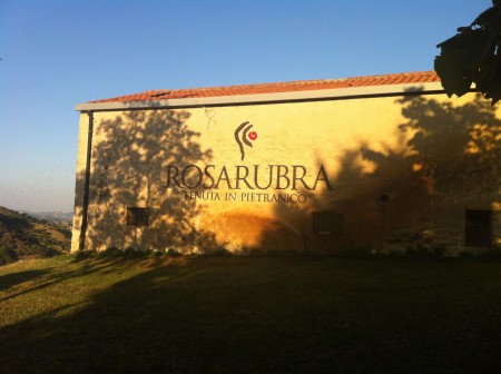 Rosarubra