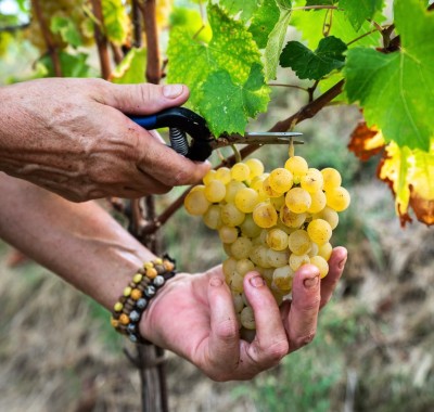 Biancosesto - Friulano & Ribolla Gialla