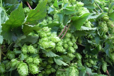 Birra Nazionale
