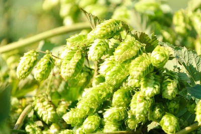 Birra L’ippa